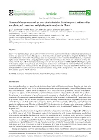 Auriculariales, Basidiomycota) Evidenced by Morphological Characters and Phylogenetic Analyses in China