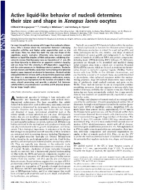 Active Liquid-Like Behavior of Nucleoli Determines Their Size and Shape in Xenopus Laevis Oocytes