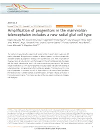 Amplification of Progenitors in the Mammalian Telencephalon Includes a New Radial Glial Cell Type