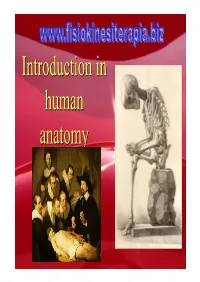 Anatomical Position