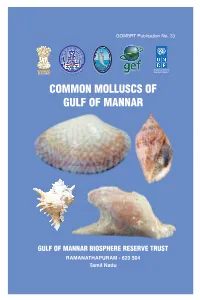 Common Molluscs of Gulf of Mannar