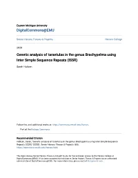 Genetic Analysis of Tarantulas in the Genus Brachypelma Using Inter Simple Sequence Repeats (ISSR)