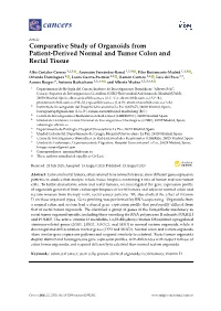 Comparative Study of Organoids from Patient-Derived Normal and Tumor Colon and Rectal Tissue