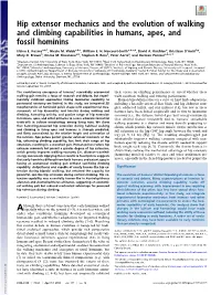 Hip Extensor Mechanics and the Evolution of Walking and Climbing Capabilities in Humans, Apes, and Fossil Hominins
