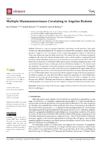 Multiple Mammarenaviruses Circulating in Angolan Rodents
