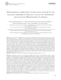 Developmental Morphology of Bud Galls Induced on the Vegetative Meristems of Quercus Castanea by Amphibolips Michoacaensis (Hymenoptera: Cynipidae)