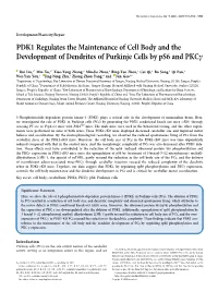 PDK1 Regulates the Maintenance of Cell Body and the Development of Dendrites of Purkinje Cells by Ps6 and Pkcc