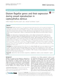 Diatom Flagellar Genes and Their Expression During Sexual Reproduction in Leptocylindrus Danicus