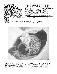 D Ocelot Club