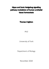 Hippo and Sonic Hedgehog Signalling Pathway Modulation of Human Urothelial Tissue Homeostasis