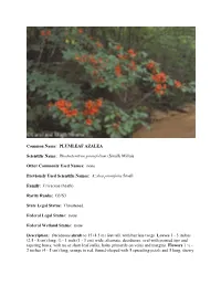 Rhododendron Prunifolium (Small) Millais