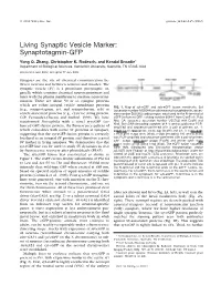 Living Synaptic Vesicle Marker: Synaptotagmin-GFP