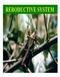 Reproductive System 1