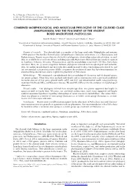 Combined Morphological and Molecular Phylogeny of the Clusioid Clade (Malpighiales) and the Placement of the Ancient Rosid Macrofossil Paleoclusia