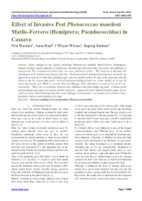 Effect of Invasive Pest Phenacoccus Manihoti Matile-Ferrero (Hemiptera; Pseudococcidae) in Cassava Nila Wardani1, Aunu Rauf2, I Wayan Winasa2, Sugeng Santoso2