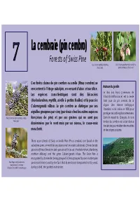 Milieu Cembro.Ai