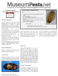 Trogoderma Variabile (Warehouse Beetle)