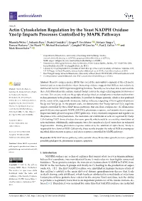 Actin Cytoskeleton Regulation by the Yeast NADPH Oxidase Yno1p Impacts Processes Controlled by MAPK Pathways