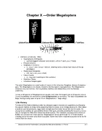 Chapter X —Order Megaloptera