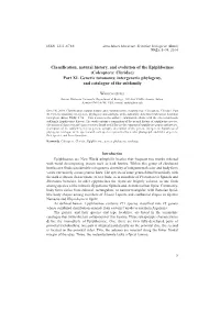 Classification, Natural History, and Evolution of the Epiphloeinae (Coleoptera: Cleridae) Part XI