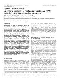 A Dynamic Model for Replication Protein a (RPA) Function in DNA Processing Pathways Ellen Fanning*, Vitaly Klimovich and Andrew R