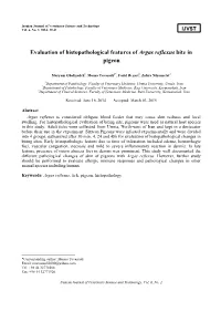Evaluation of Histopathological Features of Argas Reflexus Bite in Pigeon