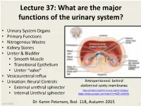 Lecture 37: What Are the Major Functions of the Urinary System?
