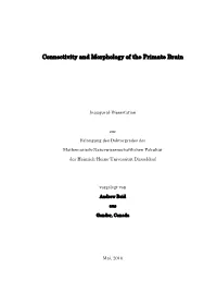 Connectivity and Morphology of the Primate Brain
