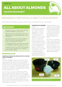 Managing Carpophilus Beetle in Almonds