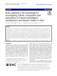 Brain Organoid