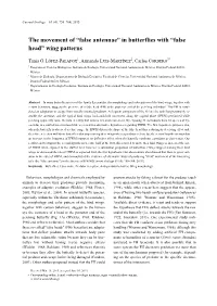 “False Antennae” in Butterflies with “False Head” Wing Patterns