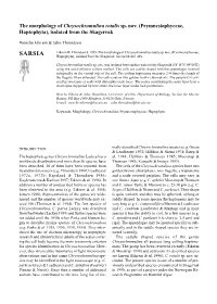 The Morphology of Chrysochromulina Rotalis Sp. Nov. (Prymnesiophyceae, Haptophyta), Isolated from the Skagerrak