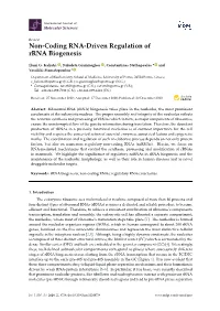 Non-Coding RNA-Driven Regulation of Rrna Biogenesis