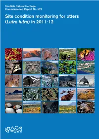 Site Condition Monitoring for Otters (Lutra Lutra) in 2011-12