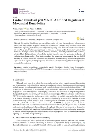 Cardiac Fibroblast P38 MAPK: a Critical Regulator of Myocardial Remodeling