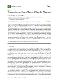 Construction and Loss of Bacterial Flagellar Filaments