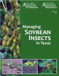 Managing Soybean Insects in Texas