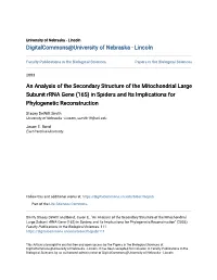 An Analysis of the Secondary Structure of the Mitochondrial Large Subunit Rrna Gene (16S) in Spiders and Its Implications for Phylogenetic Reconstruction