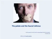 Trigeminal Nerve, Mandibular Division Basic Anatomy and a Bit More