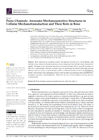 Piezo Channels: Awesome Mechanosensitive Structures in Cellular Mechanotransduction and Their Role in Bone