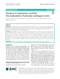 Tenascin-C Expression Controls the Maturation of Articular Cartilage In