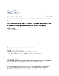 Homocysteine and CSRP-3 Protein in Migrating Neural Crest Cells: a Quantitative and Qualitative Confocal Microscopy Study