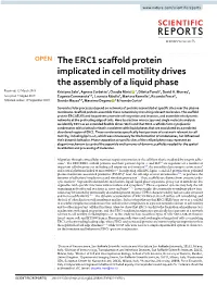 The ERC1 Scaffold Protein Implicated in Cell Motility Drives the Assembly of a Liquid Phase