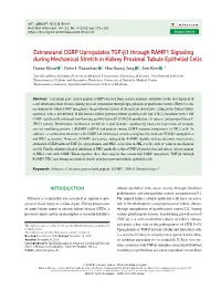 Extraneural CGRP Upregulates TGF-Β1 Through RAMP1 Signaling During Mechanical Stretch in Kidney Proximal Tubule Epithelial Cells