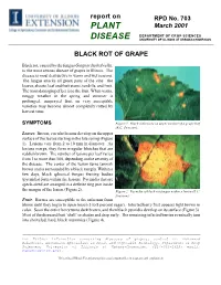 Black Rot of Grape