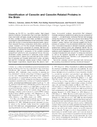 Identification of Caveolin and Caveolin-Related Proteins in the Brain