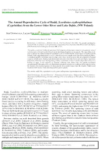 The Annual Reproductive Cycle of Rudd, Scardinius Erythrophthalmus (Cyprinidae) from the Lower Oder River and Lake D¹bie, (NW Poland)