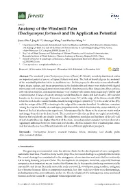 Trachycarpus Fortunei) and Its Application Potential