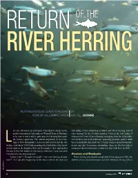 Restored Access Leads to Record by Runs up the Lamprey River Michael Dionne