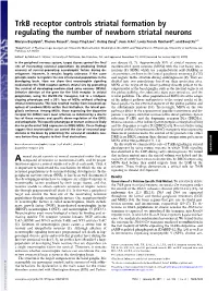 Trkb Receptor Controls Striatal Formation by Regulating the Number of Newborn Striatal Neurons